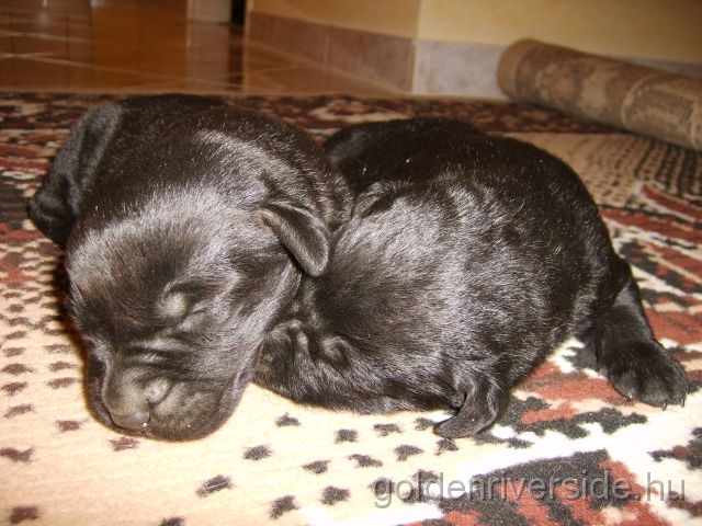 S6002877 k.jpg - Labrador retriever kiskutyk egy hetesen.